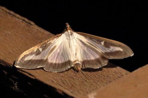 Cydalima perspectalis